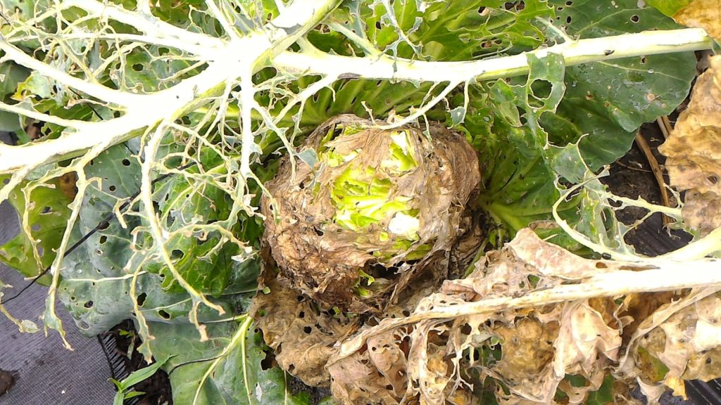 キャベツの軟腐病(6月9日)