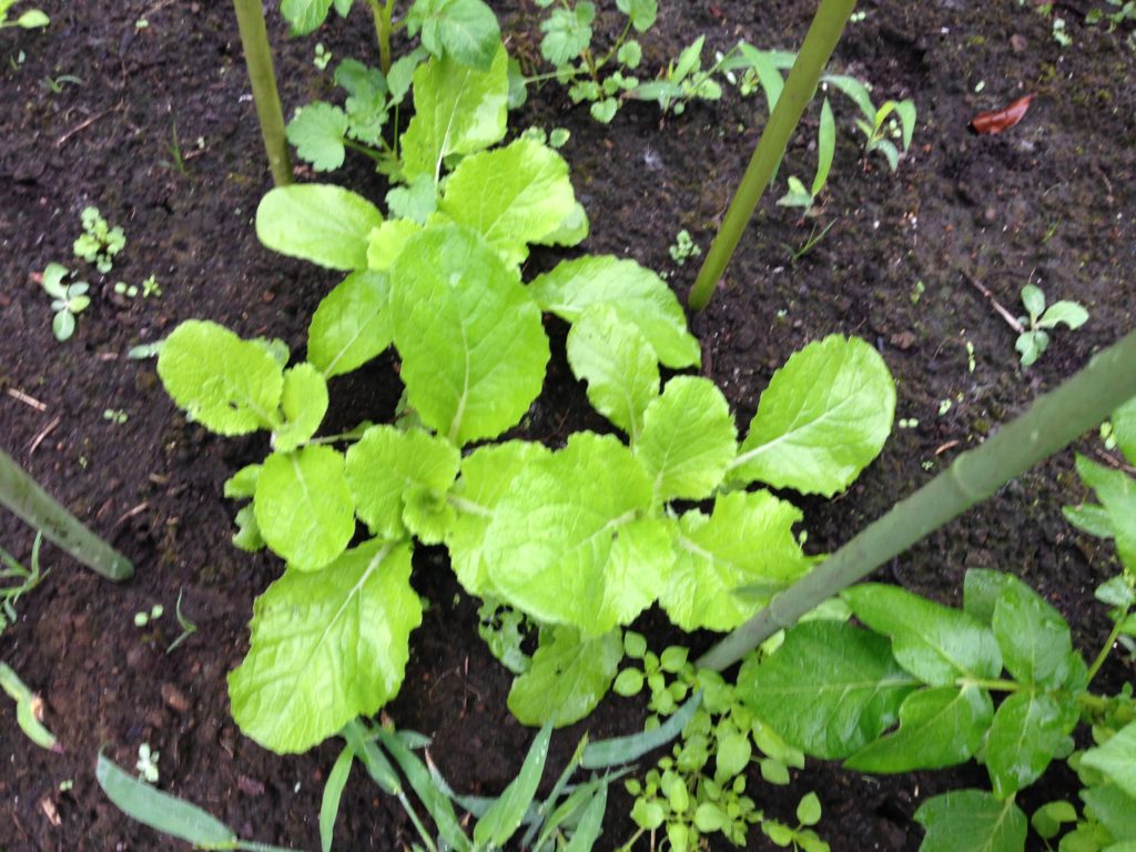 間引きした白菜の生長(10月3日)