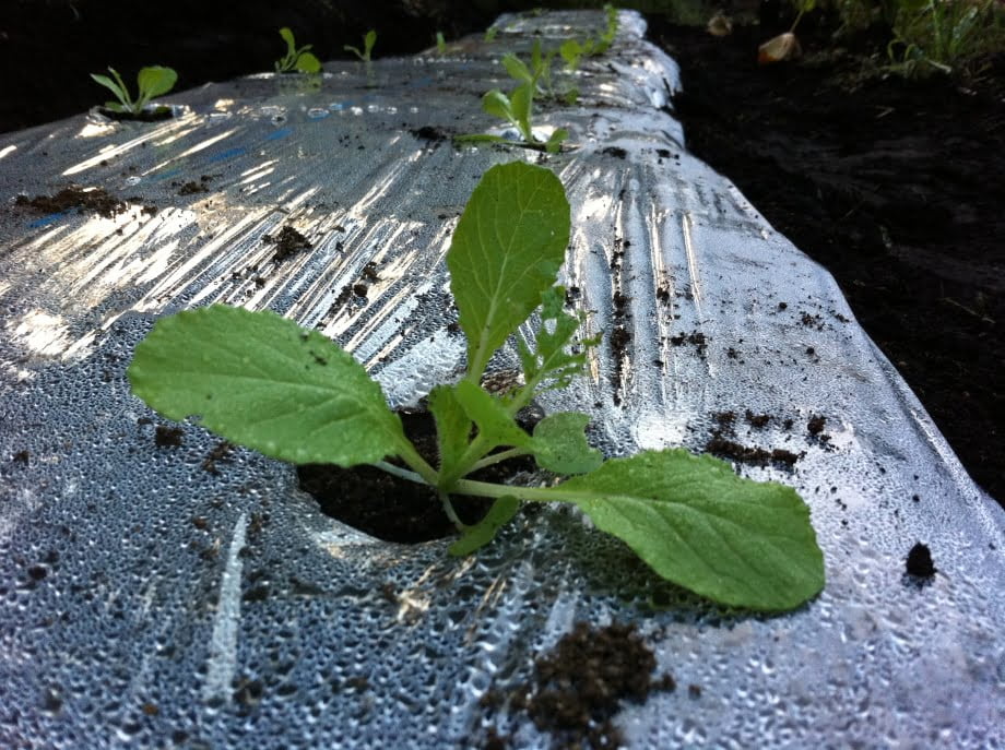 白菜の苗の植え付け①