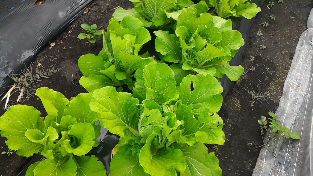 巻き始めた白菜③(11月中旬)