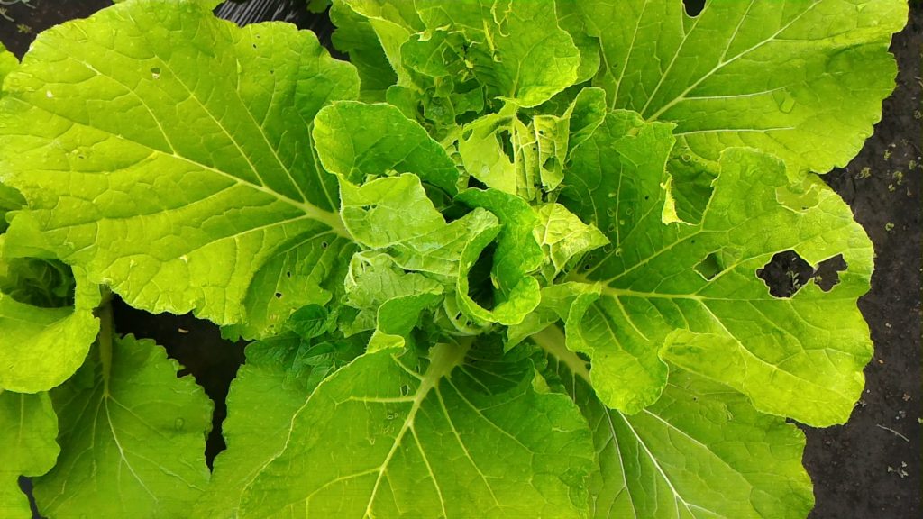 巻き始めた白菜②(11月中旬)