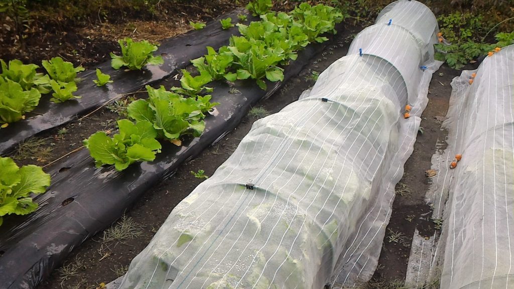 防虫ネットで育てた白菜(11月)