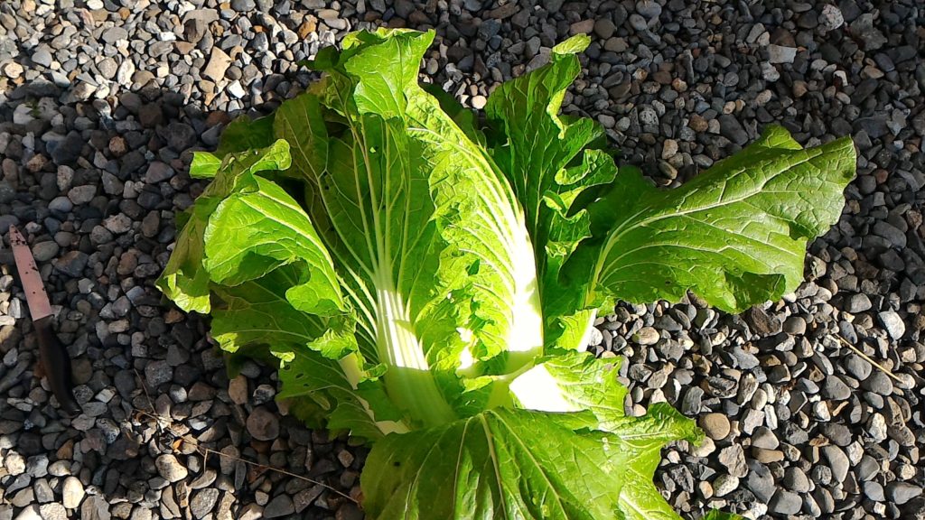 収穫した結球白菜(11月下旬)