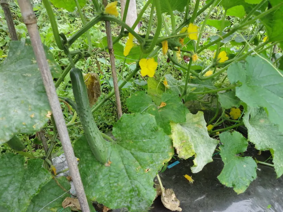 きゅうりの生育状況②(6月下旬)