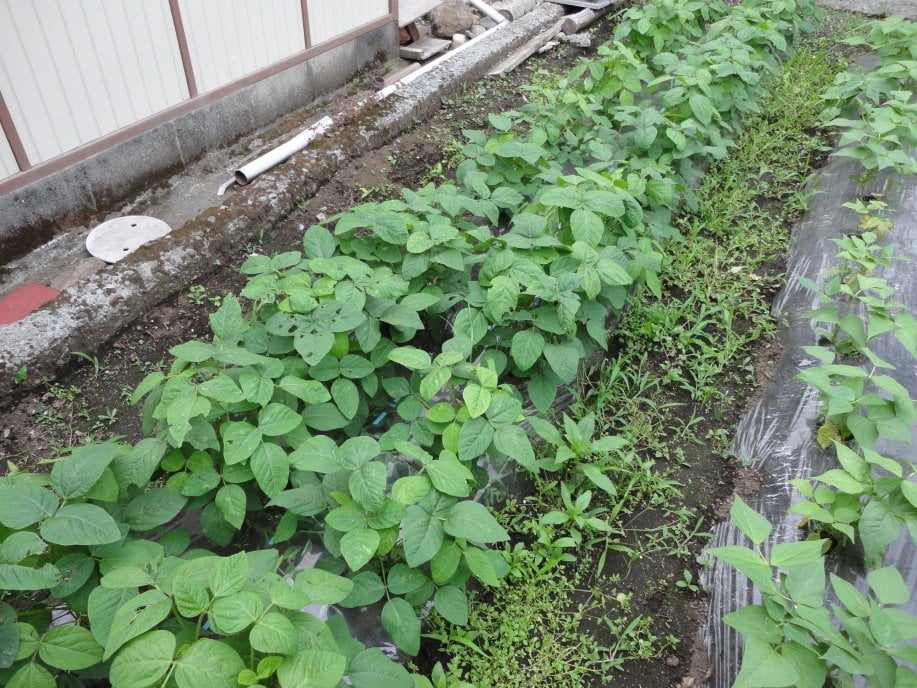 枝豆の生育状況①(6月上旬)