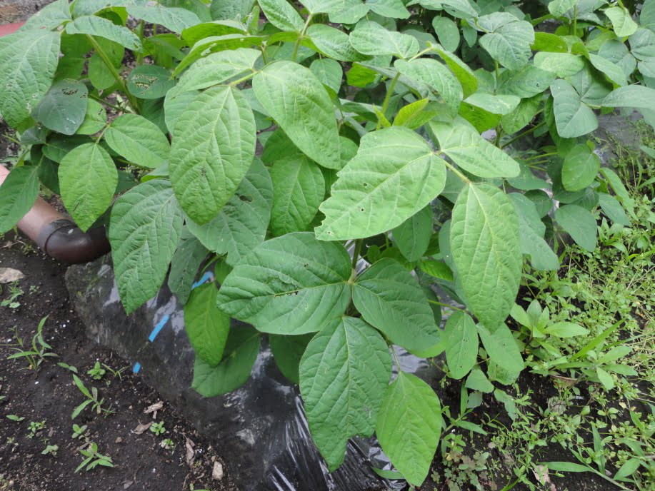 枝豆の生育状況②(6月上旬)