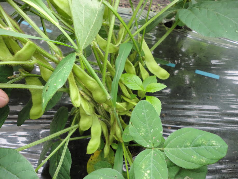 収穫間近の枝豆(6月下旬)