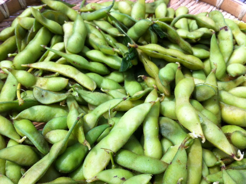 最後の枝豆を収穫して塩茹で(7月13日)