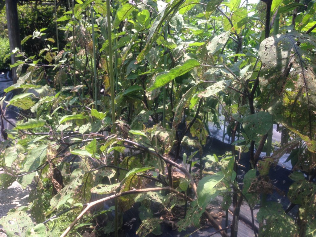 疲れてきたナスの株(7月26日)