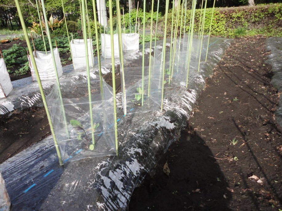 なす(千両2号)の苗の植え付け①