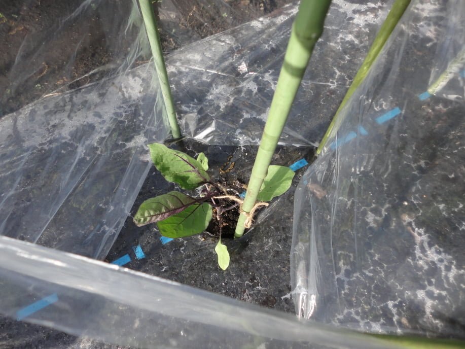 なす(千両2号)の苗の植え付け②
