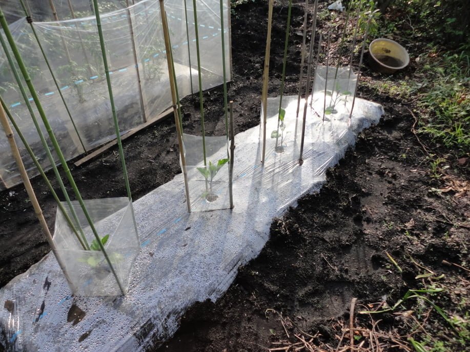 なすの苗の植え付け②(5月9日)