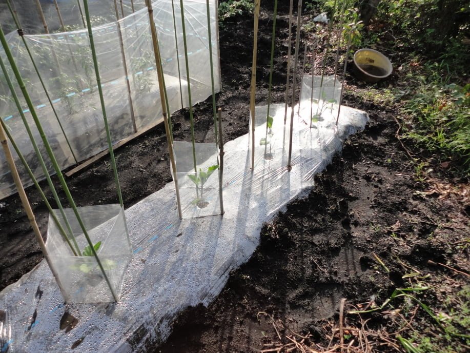 なすの苗の植え付け③(5月9日)