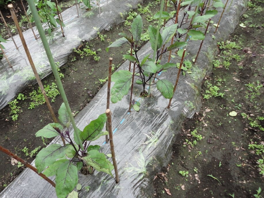 なすの誘引と風除けの除去①