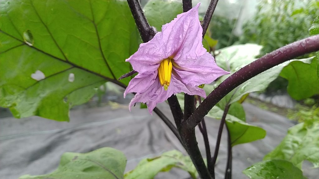 なすの花(長花柱花)