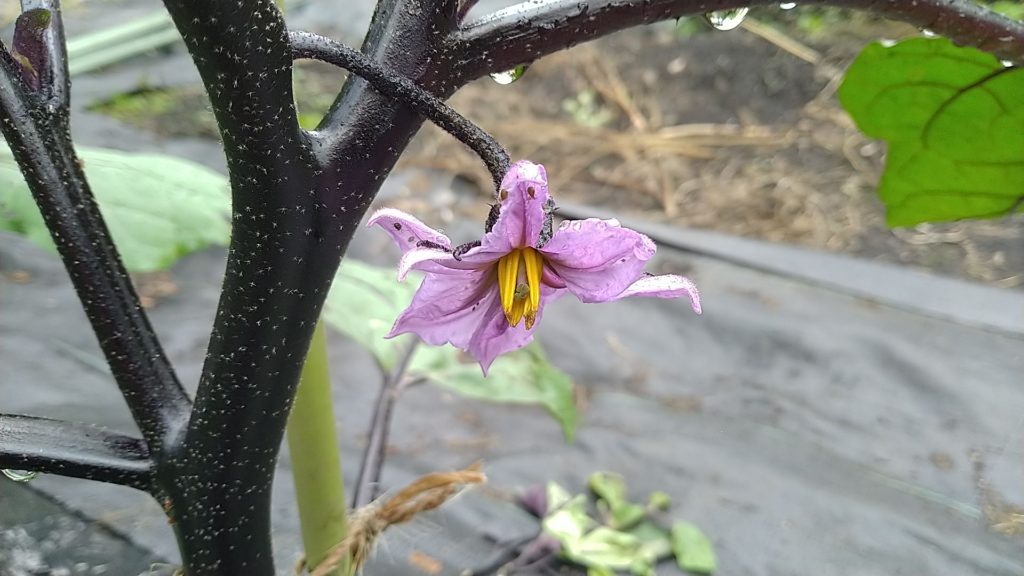 なすの花(短花柱花)