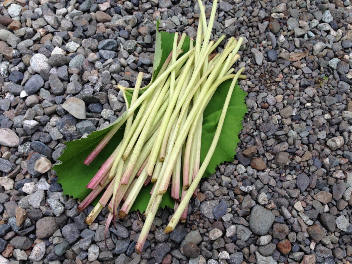 ふきの収穫(5月4日)