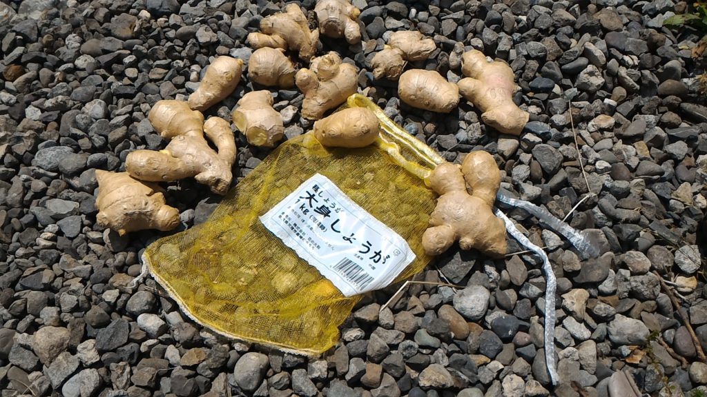 大身しょうがの種しょうが(5月12日)