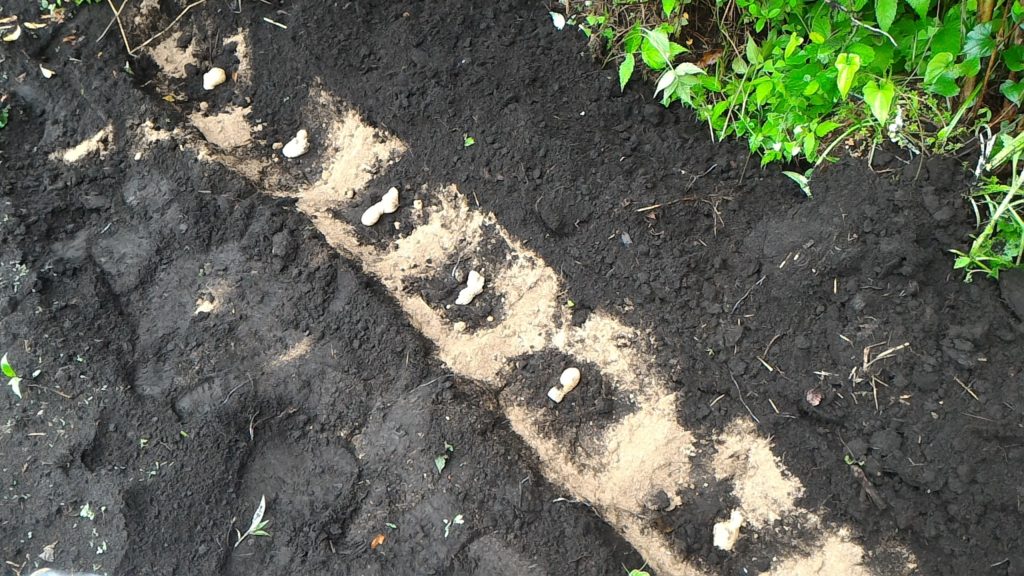 種しょうがの植え付けと肥料(5月14日)
