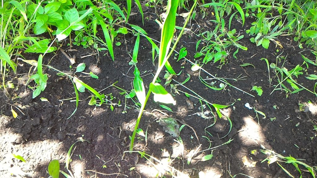 種しょうがの発芽①(7月15日)