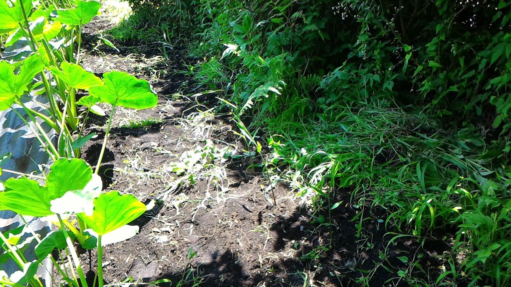 種しょうがの発芽③(7月15日)