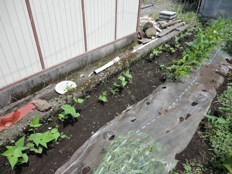 つるありいんげんの生育状況①