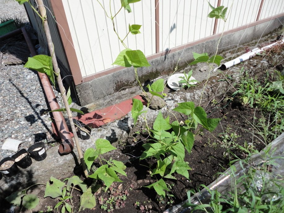 つるありいんげんの生育状況①