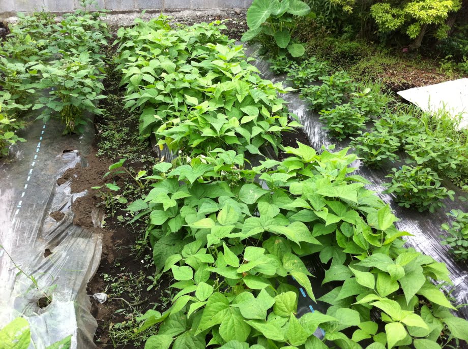 つるなしいんげんの生育状況①(7月)