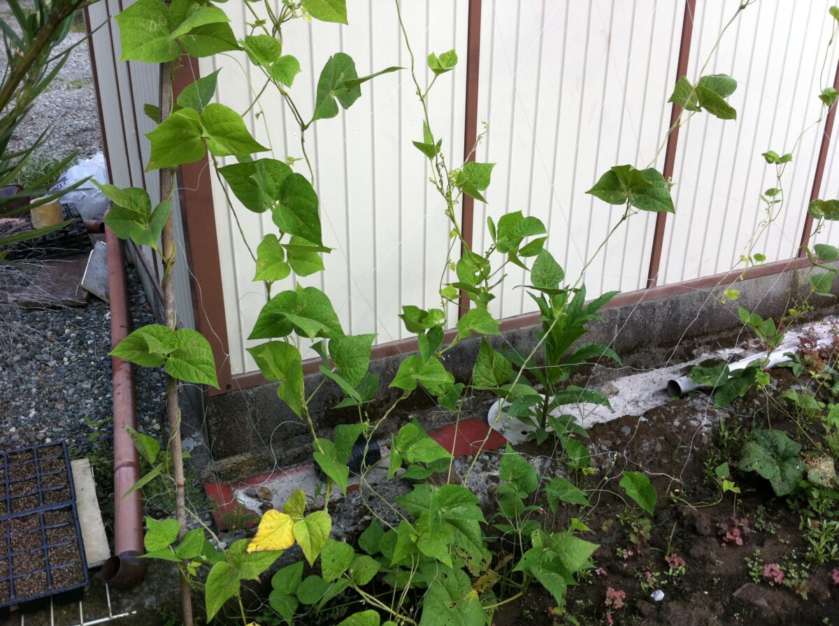 つるなしいんげんの生育状況(8月)