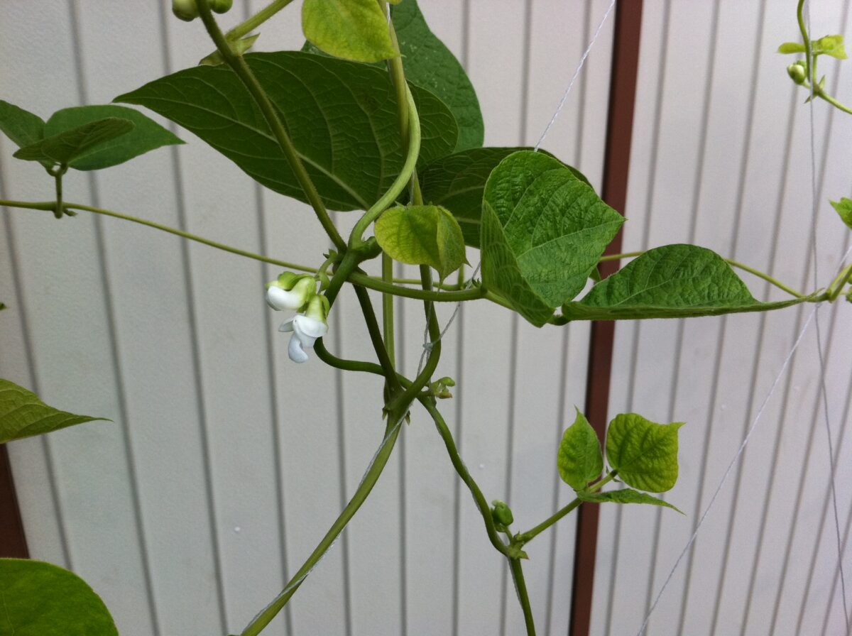 つるありいんげんの発芽