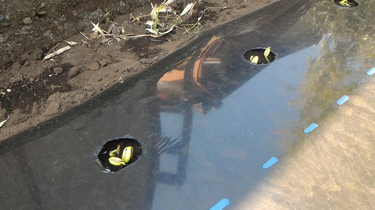 いんげんの種の発芽(4月下旬)