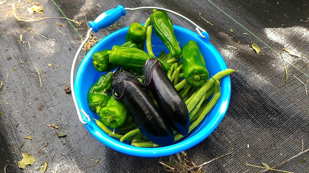 夏野菜の収穫(6月24日)