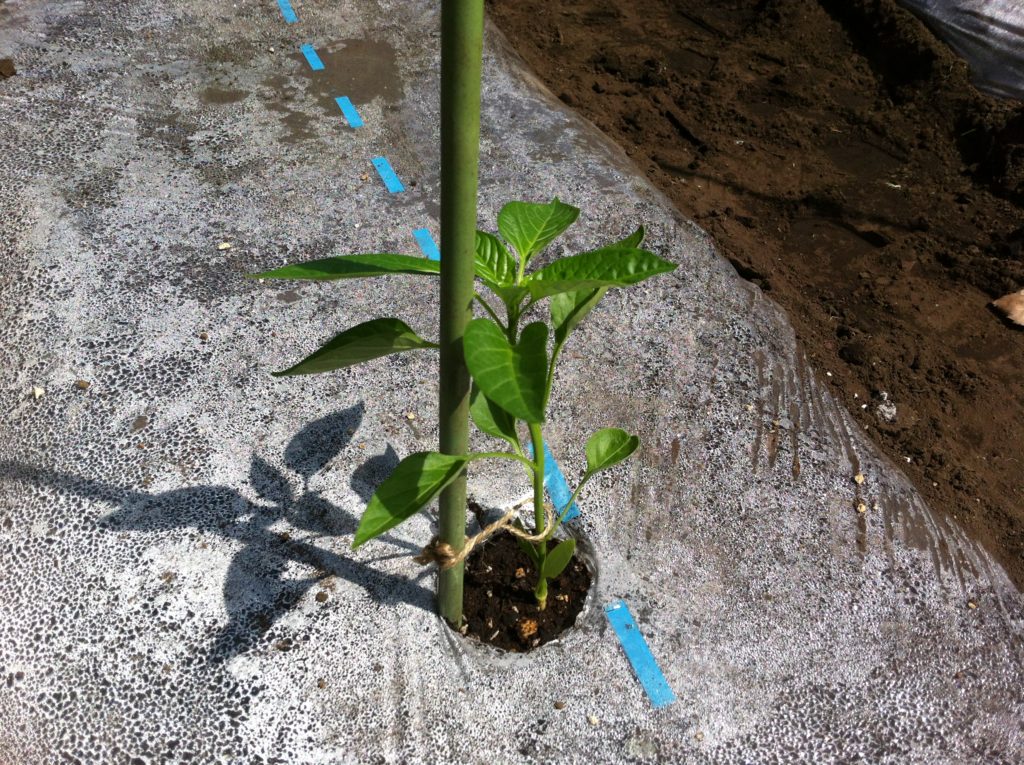 ピーマンの苗の植え付け(支柱と誘引)