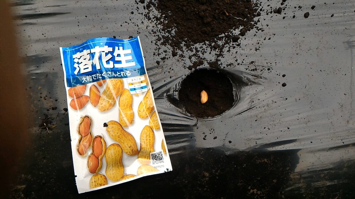 落花生の種まき①(5月14日)