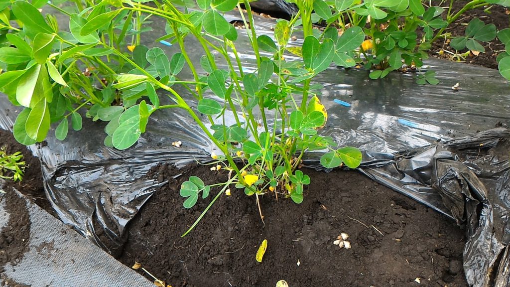 落花生のマルチ剥がし①(7月9日)