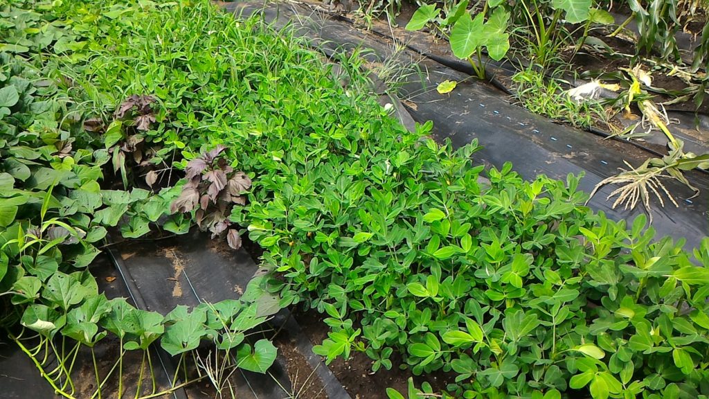 落花生の開花後の生育状況①(7月30日)