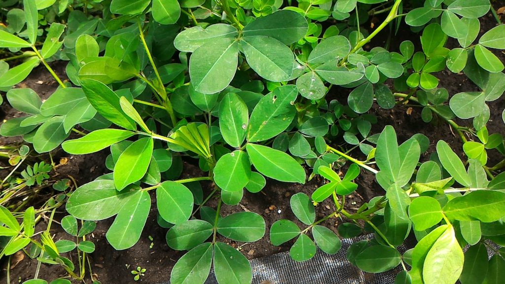 落花生の開花後の生育状況③(7月30日)