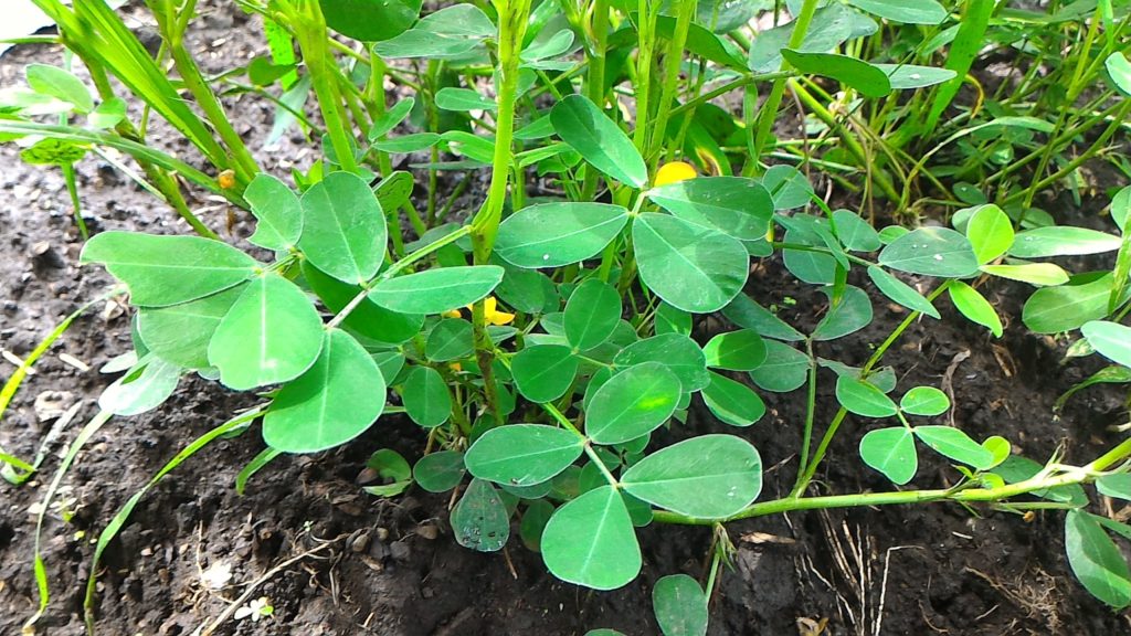 落花生の開花後の生育状況④(7月30日)