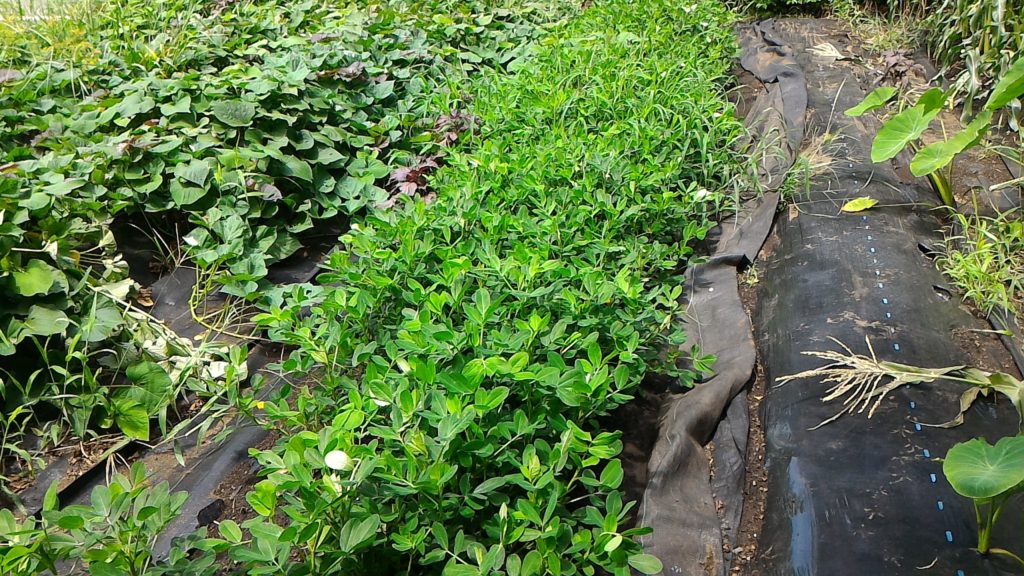 落花生の開花後の生育状況⑤(7月30日)