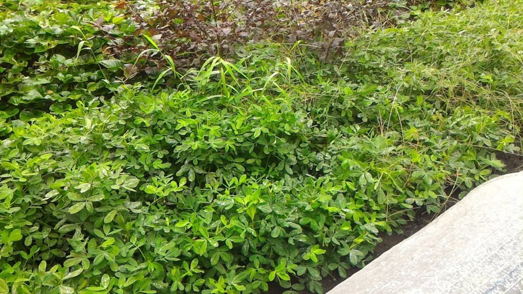 落花生の生育状況④(9月17日)
