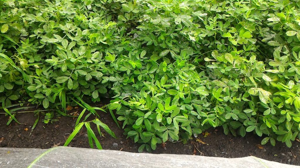 落花生の生育状況⑤(9月17日)