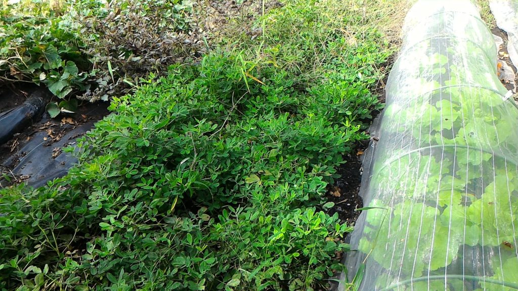 収穫直前の落花生②(10月8日)