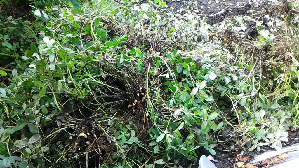 掘り起こした落花生④(10月8日)