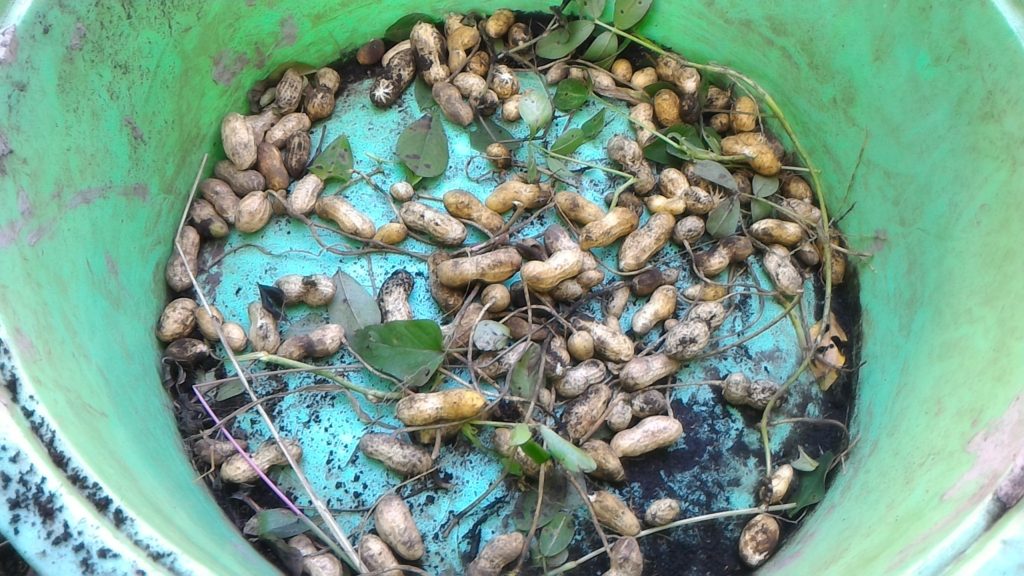株から落花生の莢を採る①(10月8日)