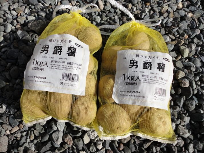 男爵芋の種芋