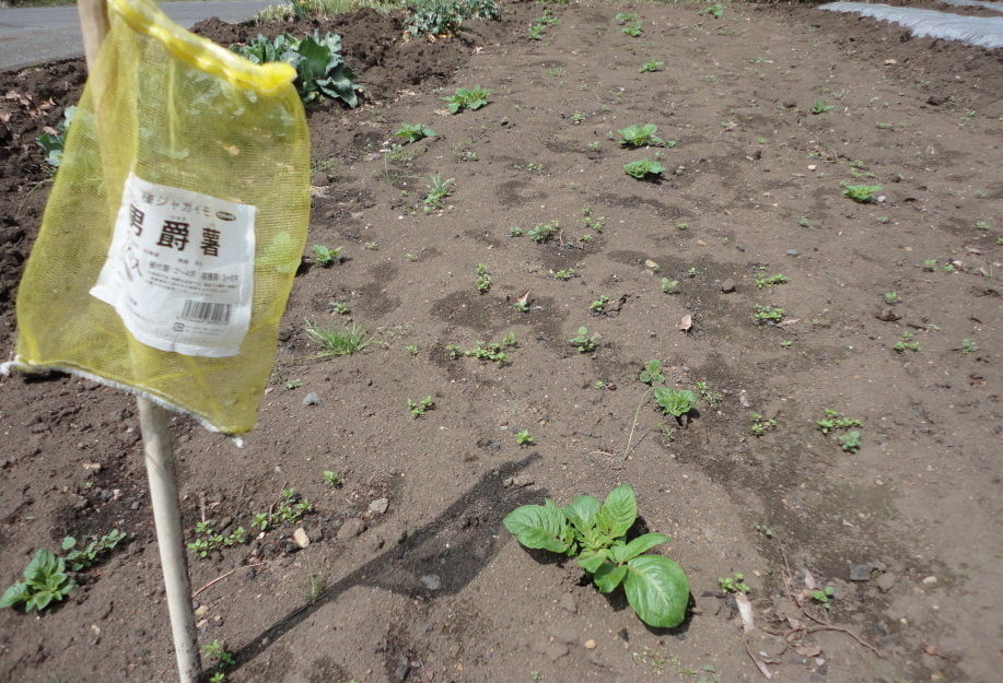 男爵芋の種芋の発芽①
