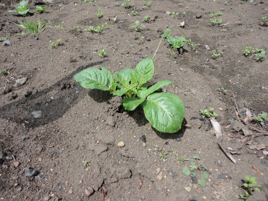 男爵芋の種芋の発芽②