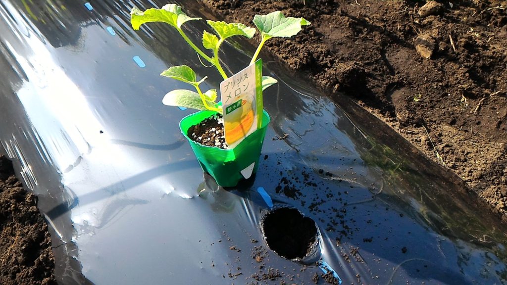 プリンスメロンの苗の植え付け②(4月22日)