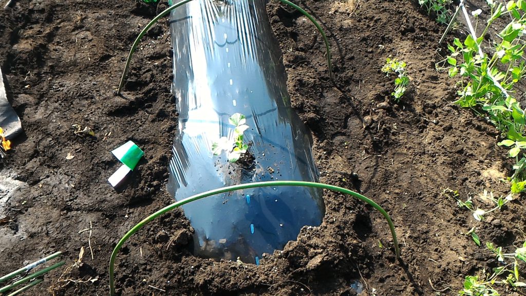 プリンスメロンの苗の植え付け③(4月22日)