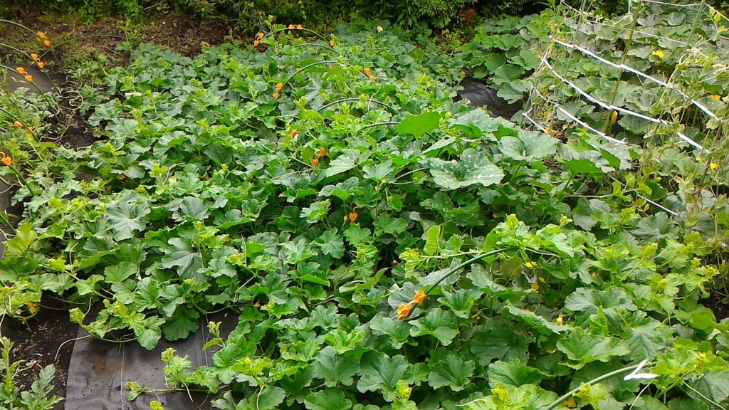 プリンスメロンの摘芯失敗②(6月10日)